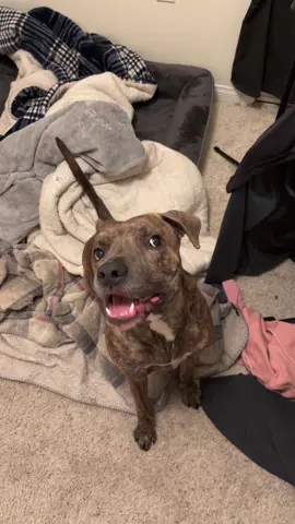 Here’s your daily dose of freak dong #weezy #pitbull 