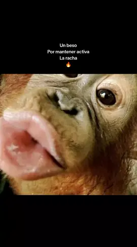 Por mantener activa la racha 🔥 #fyp #contenido  #paratiiiiiiiiiiiiiiiiiiiiiiiiiiiiiii #mono #larachaaaaaaaaaa🔥 #racha #🔥 #humor #risa #risas #monkey #changos #videoviral #🐒 #dalelike #comenta #comparte #videosparadedicar #amigos #amigo #fypシ゚  #contenido #friends 