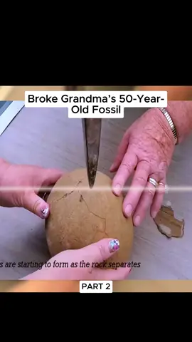 Broke Grandma’s 50-Year-Old Fossil #DidYouKnow #fossil #fyp 