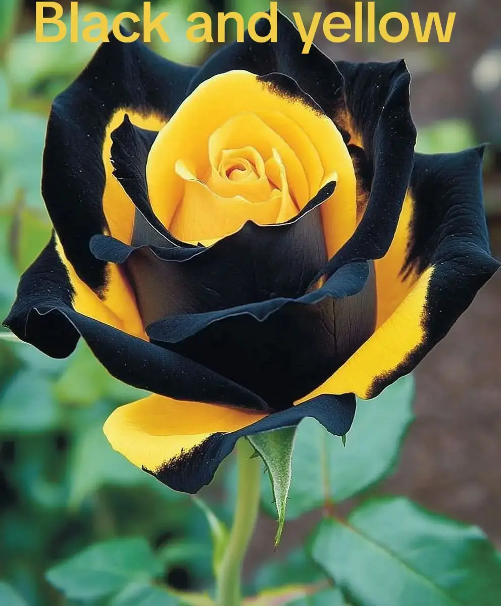 Black and Yellow Fire Rose (Rosa hybrid) The Black and Yellow Fire Rose is celebrated for its unique bicolor blooms, blending dark black petals with bright yellow edges. This striking rose variety is perfect for adding a bold, dramatic flair to garden beds, borders, or as a unique cut flower for vibrant arrangements. Light: Full sun. Water: Water deeply, keeping the soil consistently moist. Soil: Well-draining, fertile soil. Temperature: Thrives in temperate climates. Fertil… See more #gardening #houseplants #Plants #garden #leaf #flower #beautifulflower #rose #orchid #usa #unitedstates #canada #unitedkingdom #beautifulflower #GardenBeauty 