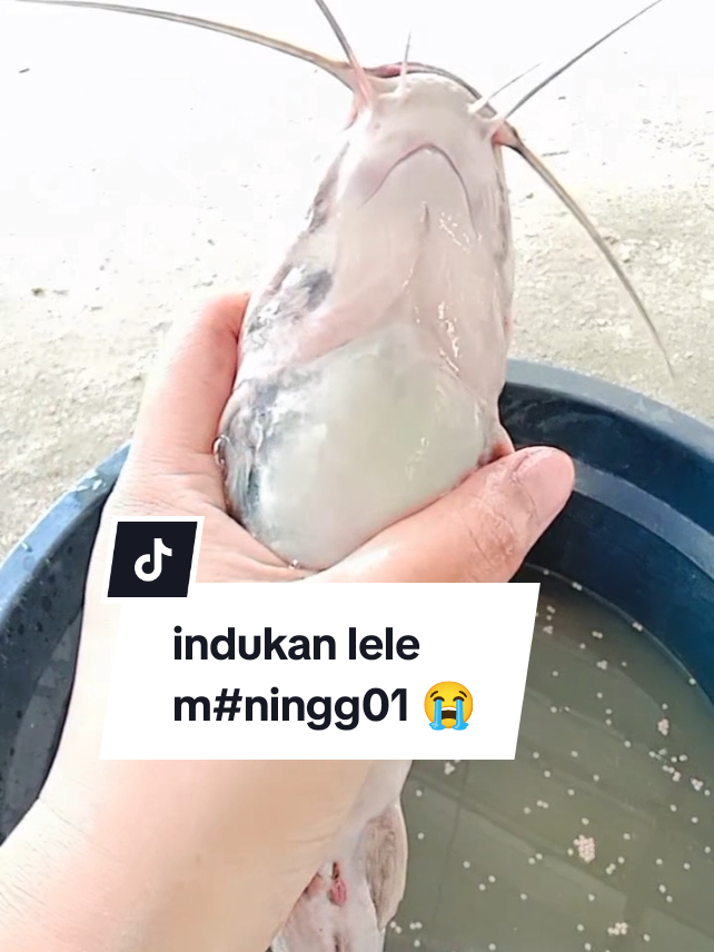 Dirawat, dijaga sepenuh hati, disayangi. eh m4t1 🥺😭  lele indukan..  lele pertama kali melihara, kerasa banget sedihnya 🥲🥺 #lele #lelejumbo #ikan #budidayaikan #ternakikanlele #ternakikan #fyp #fypage #fyppppppppppppppppppppppp #fypシ゚ 