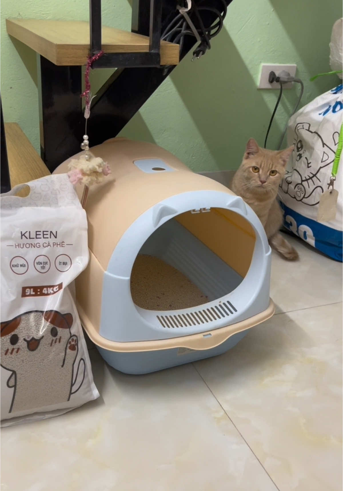 Dọn cái bồn lụ đạn  #catsoftiktok #animalsoftiktok #cat #xuhuong #thinhhanh #catmeo #xhhhhhhhhhhhhhhhhhhhhhhh #kleen 
