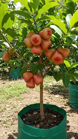 bibit jambu air citra merah / bibit jambu citra / bibit jambu citra merah / bibit jambu air cangkokan / bibit jambu air cangkok / bibit jambu citra cangkokan #bibit #benih #bibitjambu #bibitjambucitra #bibitjambucitramerah #jambu #jambuair #jambucitra #buah #buahbuahan #tanaman #tabulampot #berkebun 