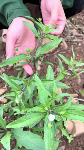 Cây cỏ mực và công dụng hỗ trợ #viemtietnieu #thanhu #ngân89_thuốc_mường #caycomuc 