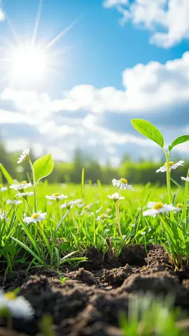 #goodvibes #Healing #relaxing #StressRelief #nature #flowers 