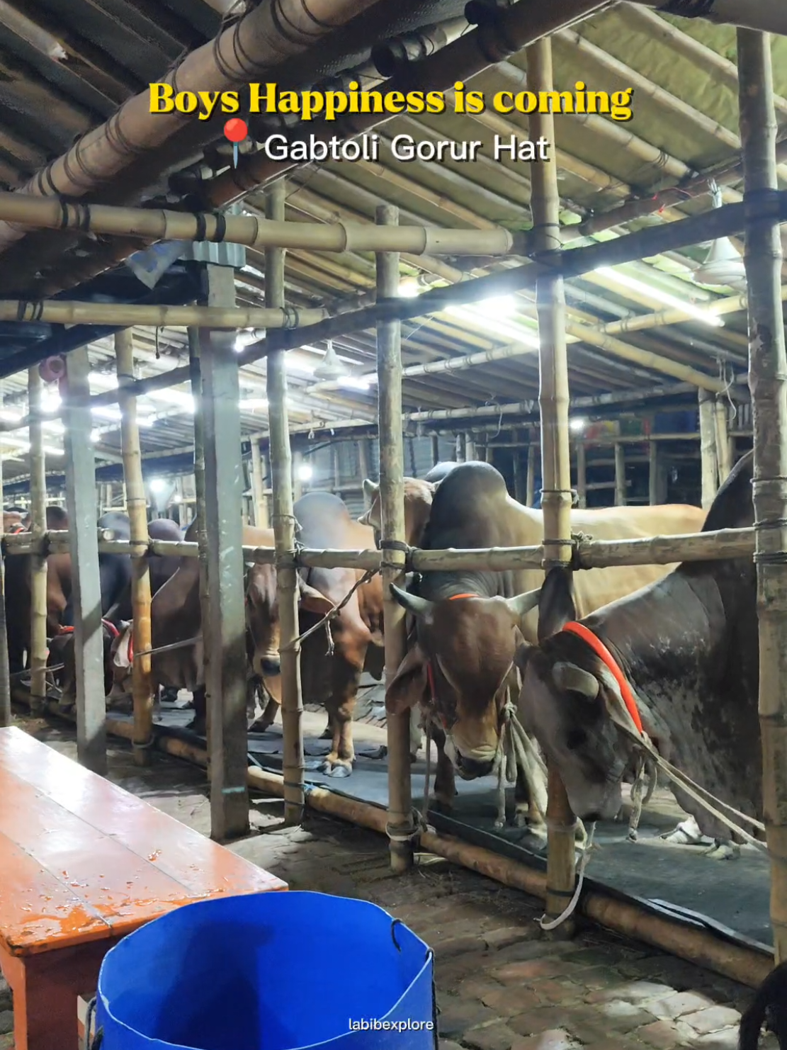 Boys Happiness is Coming  📍Gabtoli Gorur Hat . . . . . #viral #tiktok #travel #labibexplore #instagram #গাবতলীর_গরুর_হাঁট #qurbani2025 #fyp #গাবতলী #bangladesh 