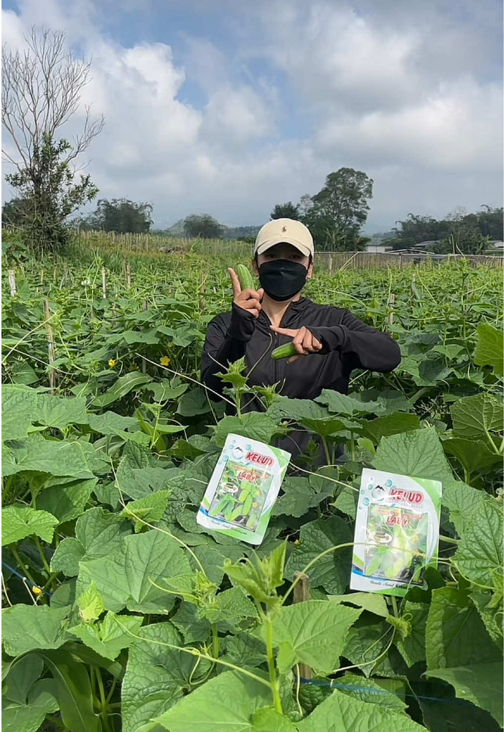 Timun LABY by KELUD #petaniindonesia🇮🇩🇮🇩🇮🇩🌿🌿 #petaniwonosobo #2025 #petaniviral #benihkeludnusantara #petanimuda #timunlaby 