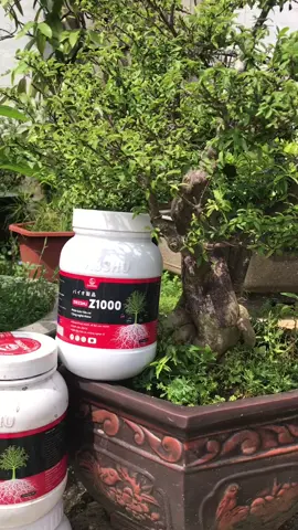 #CapCut siêu phẩm phân bón dassu z1000 #CapCut #treadning🔥😎 #xuhuongtiktok #xuhuong2025🥰 #kimngandungthat 