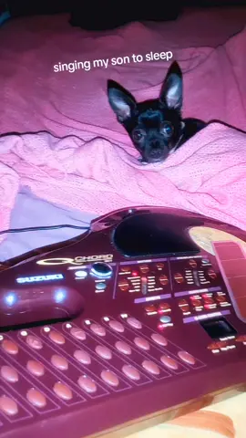 #qchord #synth #omnichord #cover #carpenters #chihuahua #chi #music 