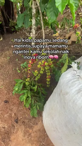 #fyppppppppppppppppppppppp #petanikopi #petaniindonesia🇮🇩🇮🇩🇮🇩 #petanimuda 