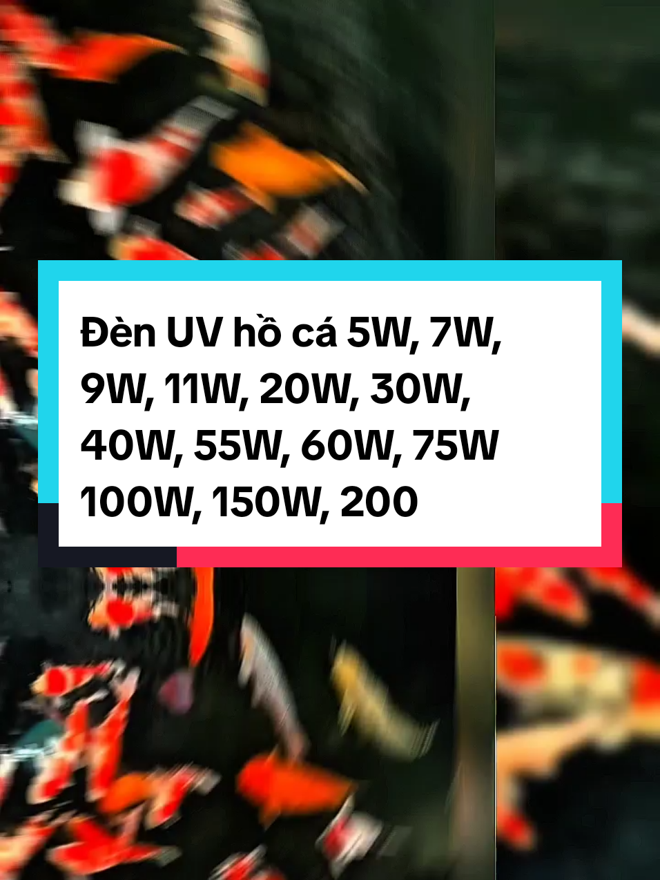 Đèn UV hồ cá 5W, 7W, 9W, 11W, 20W, 30W, 40W, 55W, 60W, 75W 100W, 150W, 200W diệt khuẩn, rêu, tảo độc trong 7 ngày hồ cá ngoài trời, hồ thủy sinh #denuv #denuvdietkhuan #dendiettaoxanh #dendietkhuan #denuvhoca #denuvbeca #cakoi #tiktok #xuhuong #muataitiktok #muacungtiktok #thuysinh #xuhuong #xuhuongtiktok #hottrend #TikTokShop #review #gocsangtao #thinhhanh #LearnOnTikTok #cacanh #uv20w #uv30w #uv40w #uv60w #uv100w #denuv100w #uv200w  #lamtrongnuoc #denhoca #denbeca #denbecachongnuoc #denbecacanh #denbecacanhmini #denhocakoi #cacanhlyly #cacanhlylyshop #dendietkhuan #dendiettaoxanh #cakoi #SaleLuongVe #cacanhlyly #cacanhlylyshop #PhaiDepNgayNay #carong #cakoi #nuocthai #trangtraichannuoi #nuocsinhhoat #cachlamtrongnuochoca 