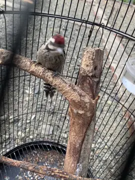 #fyp #masukberanda #pelatuk #pelatukberas #kicaumania #kicaumaniaindonesia #foryou 