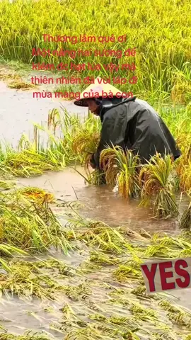 Năm nay đúng là khổ mà...lúa đã mất mùa còn bị ngập úng nữa.... người ăn k hết người làm chẳng ra ...#tôidânnghĩađàn #lưuhiền1991 #nghệanquêtôi #