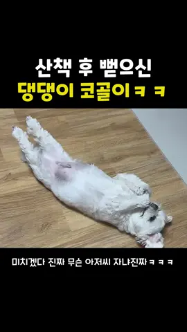 아..이걸보니 옆집에서 들리던 코고는 소리가 아저씨가 아닐수도 있단 생각이 드네.. 이런 꿀잼, 놓치면 손해! 👉 @humor_cake 팔로우 지금하기! #산책 #강아지 #퇴근후 #강아지일상 #반려견 #코골이 #뻗음 #댕댕이 #귀여움