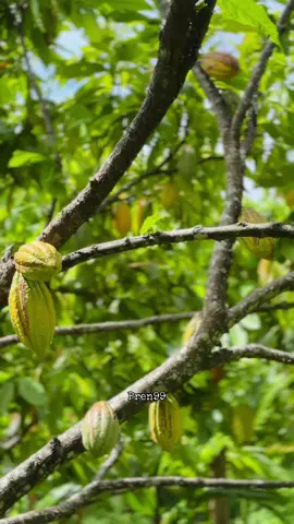 pesona klon lokal🔥 #satisfying #xybca #4u #fypシ゚viral #petaniindonesia🇮🇩🇮🇩🇮🇩🌿🌿 #trending 