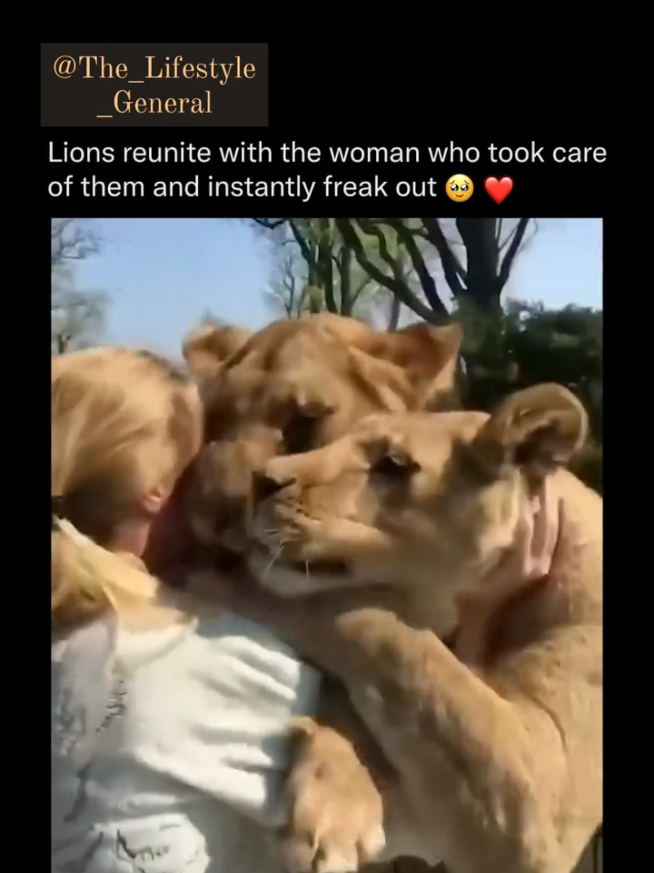 Lions reunite with the woman who took care of them and instantly freak out. 🥺❤ Malkia was the catalyst that inspired the creation of MALKIA PARK, an initiative dedicated to rescuing animals from circuses and poor living conditions, while also raising awareness about their plight. 🦁 Michaela has been a part of this journey from the very beginning, forming a unique bond with the lions that only a few people share! DOUBLE TAP ❤  And TAG someone  that needs to SEE this. 👆🏽 Make sure to follow @The_Lifestyle_General  if you haven't already. 💯 Let's stay connected  make sure to  hit the follow button. 📲 🌟 Please consider SAVING  this image/video to help  support  our page. 🙌🏽 📽: @malkiaq  #TheLifestyleGeneral #TLG #TheLifestyleG  #Reunion #AnimalRescue #MalkiaPark #Circus #AnimalWelfare #WildlifeConservation #Heartwarming #Bond #LionLove #RescueAnimals #Empathy #Malkia #AnimalSanctuary #Love #Wildlife #Caring #Care #AnimalAdvocacy #HumanAnimalBond #Lion #Lions #Animals #AnimalProtection #MalkiaPark #AnimalAdvocate #Motivation #Motivational