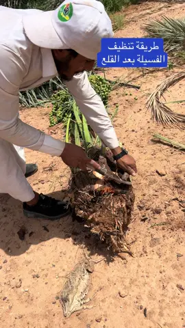 #نخل#حمضيات#fypシ#