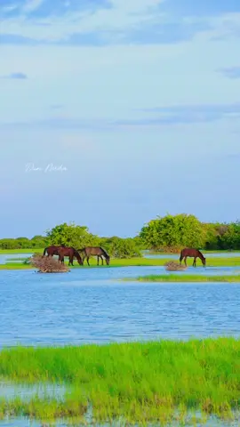 Cilaanle,Galmudug Somalia 🇸🇴 #dhusamarreeb💙💚 #galmudugnimo💙🤍💚 #somali #somalitiktok #viraltiktok #foryoupage #fpyyyyyyyyyyyyyyyyyyyyyy #gadoon #galmudug @Nafyar ♥️🦋 @Apdullahi khaliif 3 @Ahmed kaabe @Ridwa  cabsiiye ❤️💋🙏 