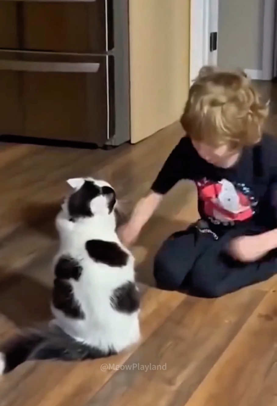 Why do cats always tease children? 🤣🤣 #funny #cat #funnyvideo #pets #kitten #catlover #catsoftiktok #😂😂😂 