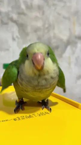 กวางตุ้งเองคับ กวางตุ้งน้องตังฉ่าย