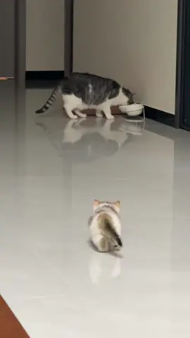 #fyp #cat #catsoftiktok 