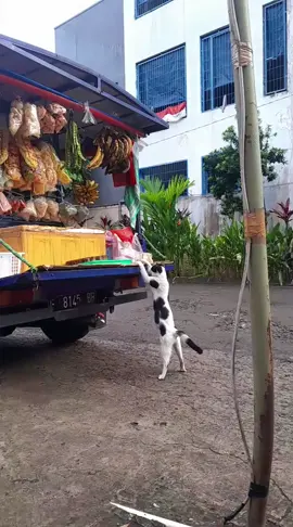 #perjuangan mau ambil ikan wkwk #cat #meong #catlover #ucing #gdc #granddepokcity 