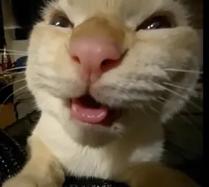 MU HE HE HE HE  #memestiktok #festajunina #foryoupage #flypシ #video #record #gatos 