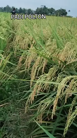 usia 90 hst anakan banyak bobot mantap #padi #tani #fyp #racuntiktok #tanimakmur #viraltiktok #viral #candubanget 