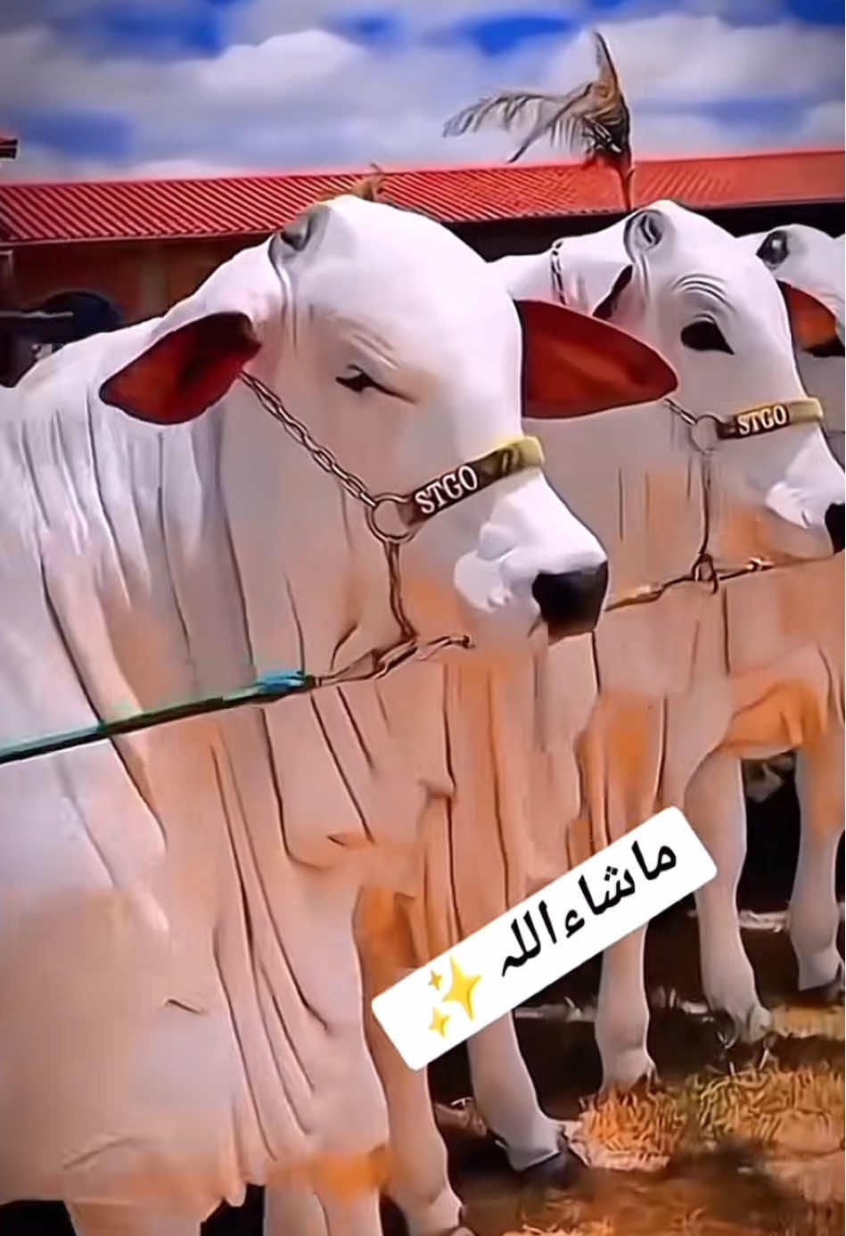 Viral#bakraeid #2025 #qurbani #2025 #foryoupageofficiall #cowlovers #trending #100kviwes🙏🙏 
