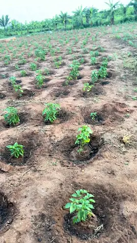 De la #pépinière à la #récolte, chaque #piment est le #fruit d’un soin attentif. #Semis, #repiquage, #entretien et #arrosage régulier rythment notre #travail. Après plusieurs semaines, les #fruits #rouges mûrs sont #récoltés à la main. Un #piment 100 % naturel, #cultivé avec #passion. #videoviral #viralvideos #benintiktok🇧🇯 #ferme #jardin #pourtoi #farm #viralllllll 
