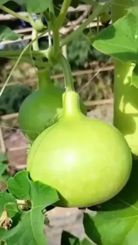 เมล็ดพันธุ์น้ำเต้ากลม เมล็ดพันธุ์พร้อมปลูกจ้า พืชผักสวนครัว น้ำเต้าทรงกลมหวานหอมมาก #เมล็ดพันธุ์น้ำเต้ากลม #น้ำเต้ากลม #เมล็ดพันธุ์น้ำเต้า #พืชผักสวนครัว 