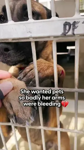 So this couple jumped in their car to adopt her, and were so emotional giving her her first bath ❤️‍🩹 #rescue #rescuedog #rescuepuppy #puppy #dog #straydog #poordog #puppytiktok #dogsoftiktok #homelessdog 