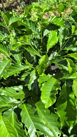 Thời điểm vàng thích hợp cho việc sử dụng phân bón hữu cơ cao cấp dạng nước thay thế cho phân chuồng nhiều chất xơ #capheghep #capheghepthientruong #nongnghiephiendai 