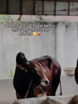 আমরা তো বলে ও মনের কথা বুঝাইতে  পারি না আর তারা তো বোবা  প্রাণী মাত্র 🙃❤️‍🩹 #cows_house #dudu_market 