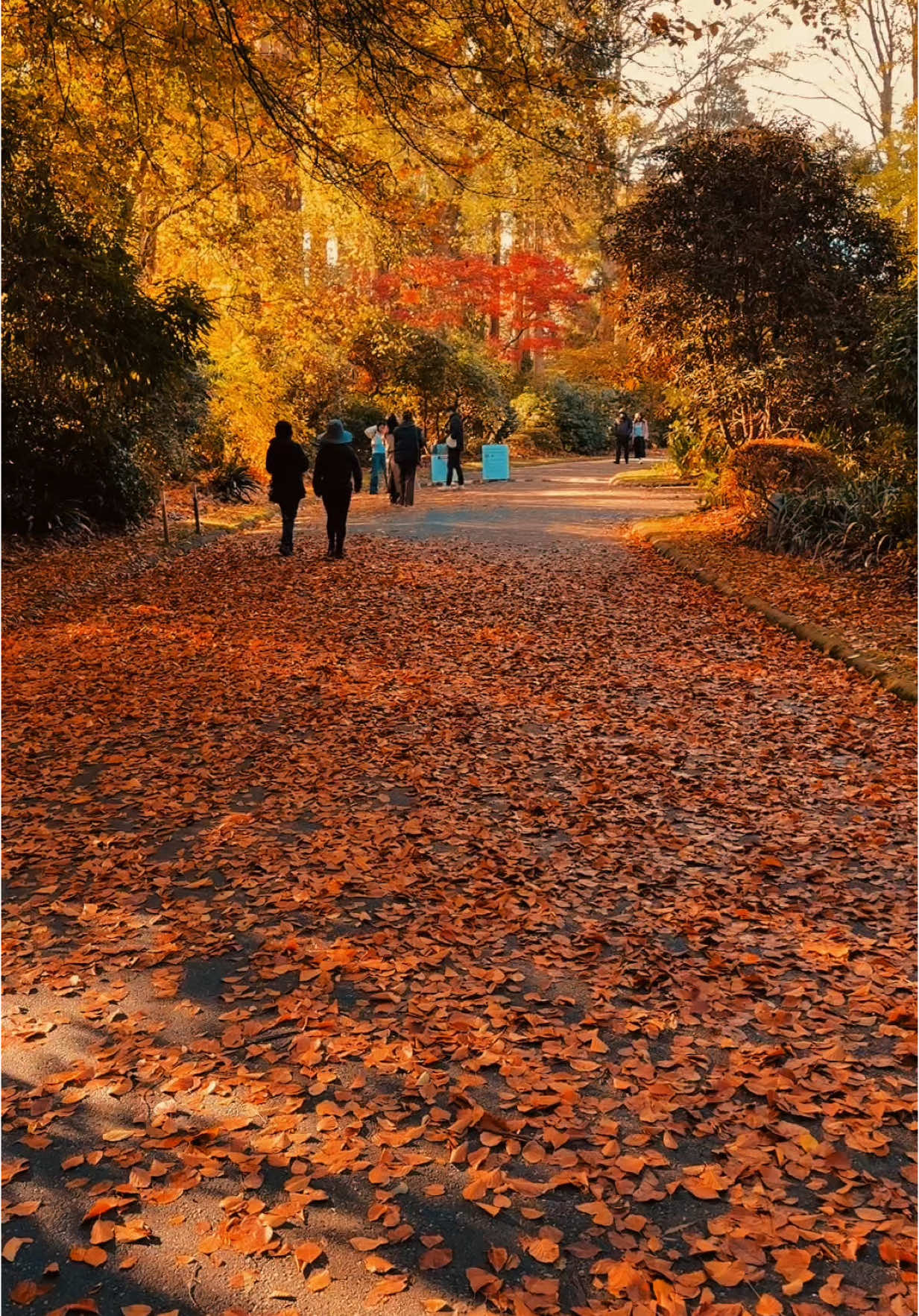 Alfred Nicholas Garden🇦🇺🍂📍 #fyp #foryou #australia #autumn #autumnmelbourne 
