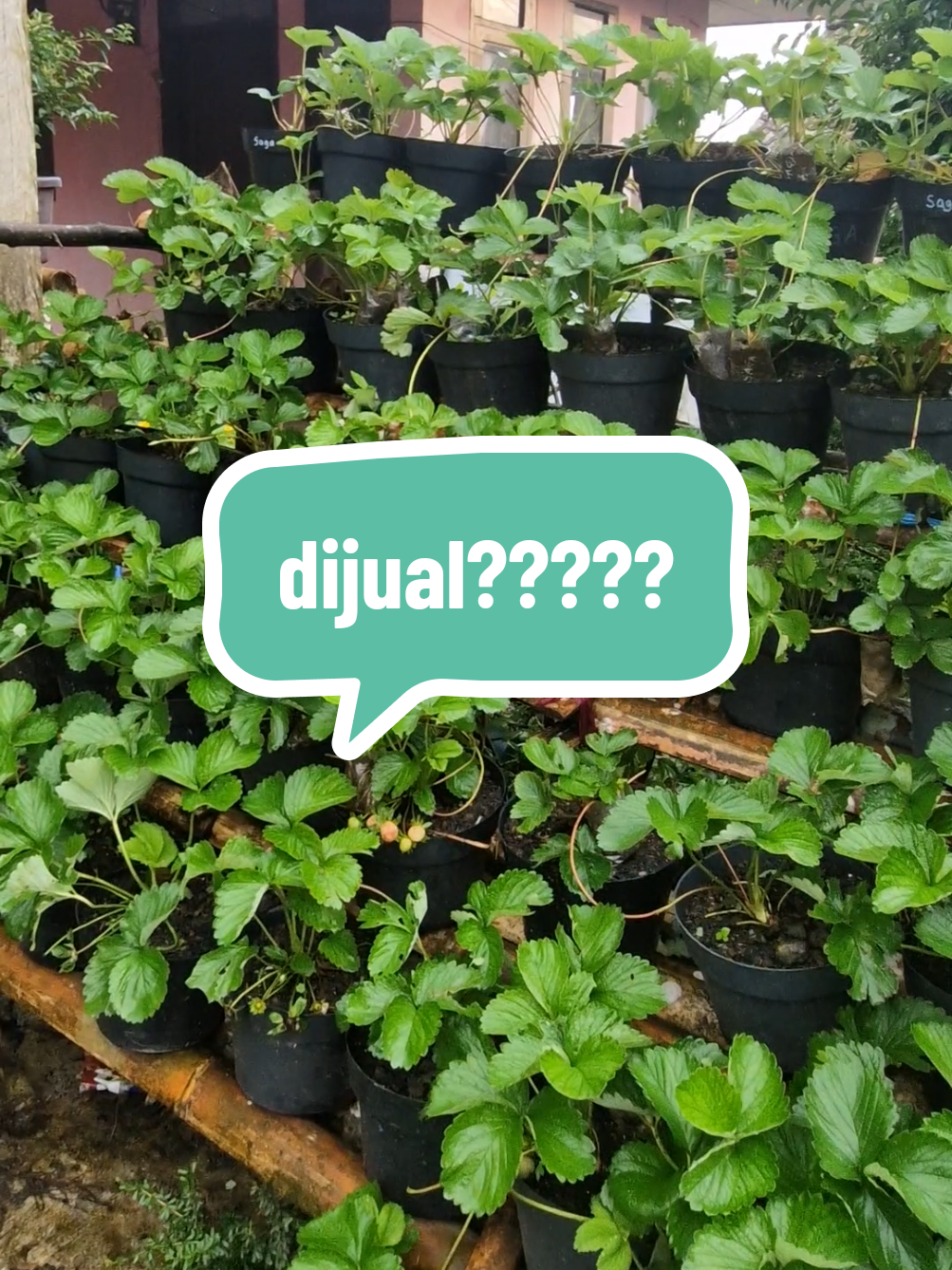 kalo mau beli bibitnya bisa hubungi via DM😍 #strawberry #berries #tanaman #kebunstrawbery #strawberries  #sayuran #segar #pagi #pagihari  #garden #minigarden #gardener #gardeners #gardenersoftiktok #kebun #berkebun #berkebundirumahaja #fyp #fypage #fyppppppppppppppppppppppp 