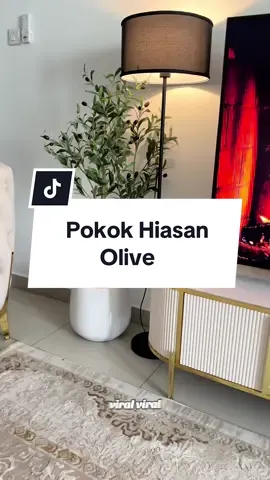 Pokok Olive✨#pokokolive #pokokolivetreemurah #pokokolivemurah #pokokhiasan #pokokhiasanviral #pokokhiasanmurah #barangrumah 