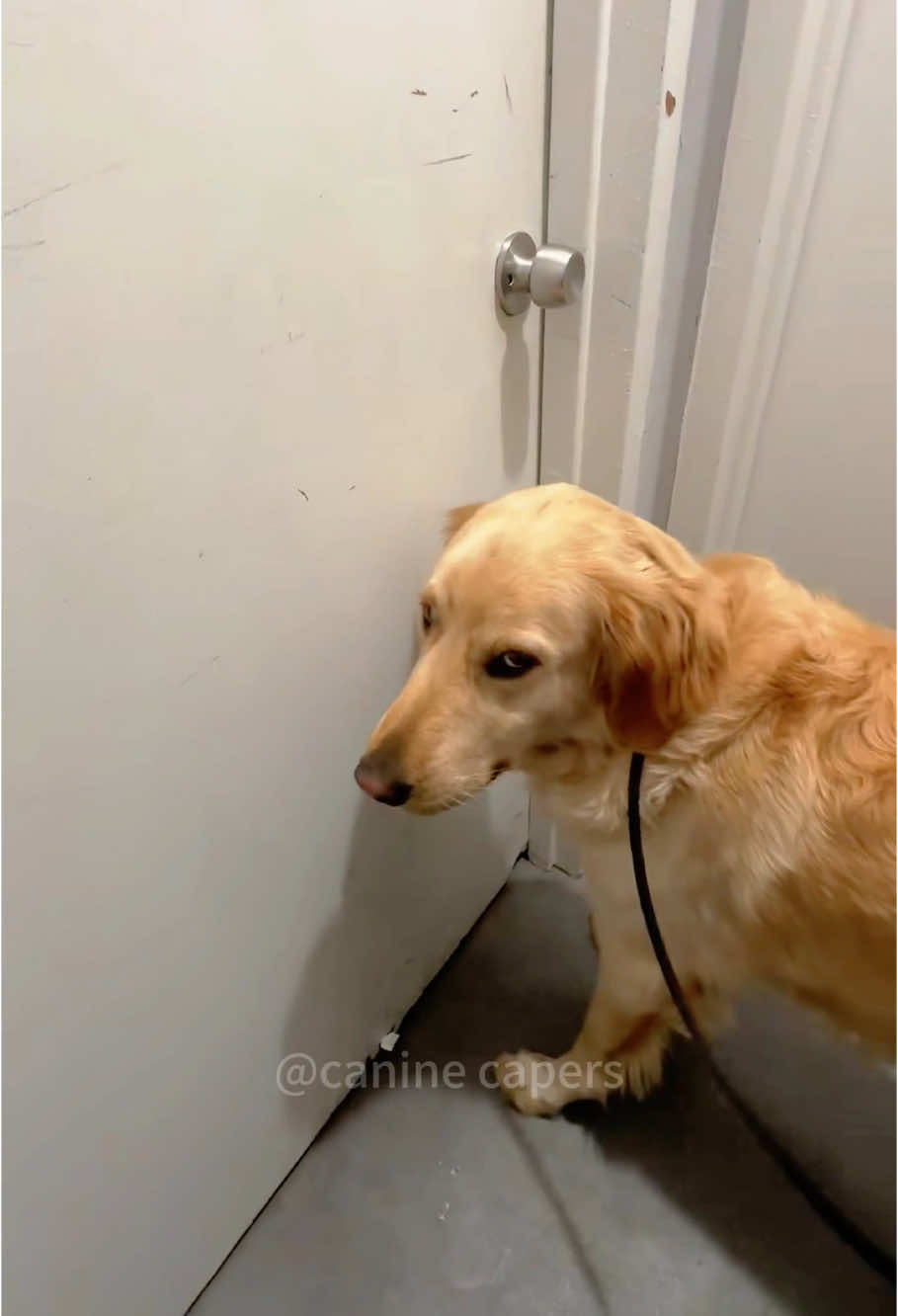 Goldens are the best #dogs #dogsoftiktok #doglife #funny #cutedog #funnyvideos 