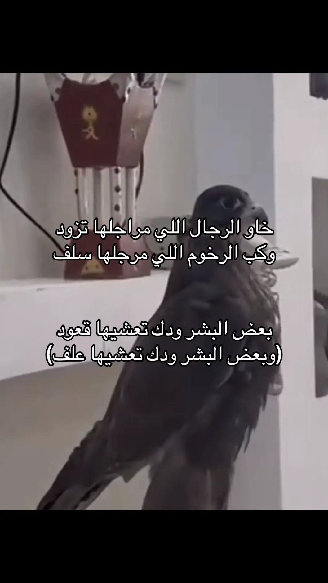#fyp #اكسبلوررر #explore #fyyyyyyyyyyyyyyyy #اكسبلورexplore #الحربي 