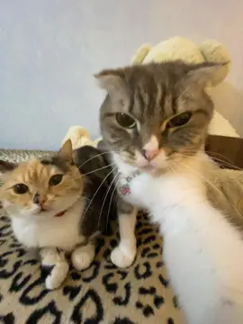 тгк: Хлоя и Фрейя | купить сигну можно там - закреп пост🐾 #рек #хлояифрейя #рекомендации #хлояфрея #хлояифрейя #хлоякошка #фрейякошка 