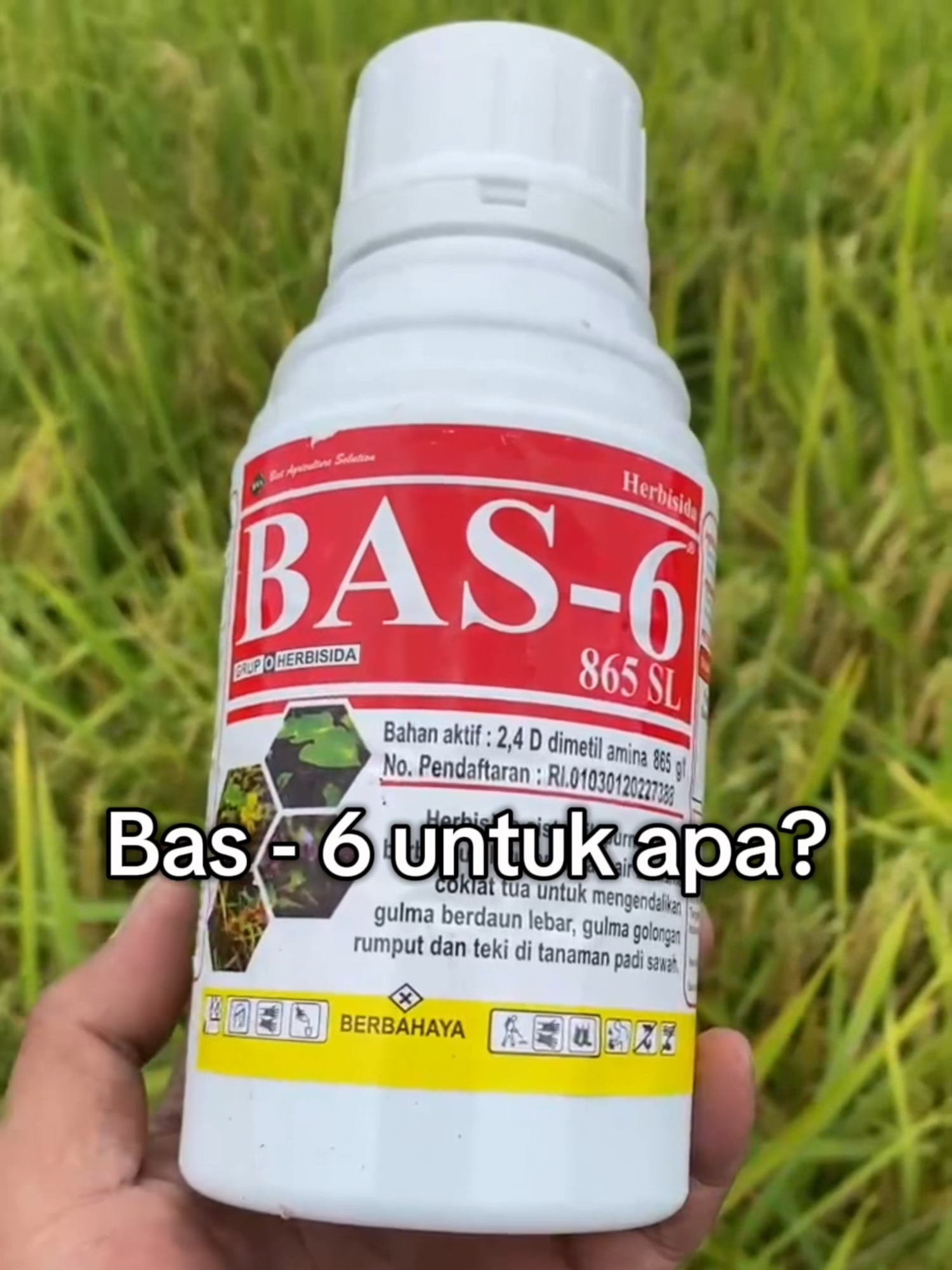 🌾Padi udah rapi, eh gulma masih ikut eksis?! Tenang... sekarang ada BAS-6!  Herbisida sistemik selektif yang siap menghabisi gulma tanpa ganggu padi! 💪 Keunggulan BAS-6: ✅ Diserap lewat daun, ✅ Kerjanya sampai ke akar, ✅ Gulma? MATI TOTAL! 😎 ✅ Padi tetap aman, tenang, dan nyaman~ 🛒 Langsung gas beli BAS-6 di Jiva Toko Tani terdekat atau klik link di bio, yaaa!