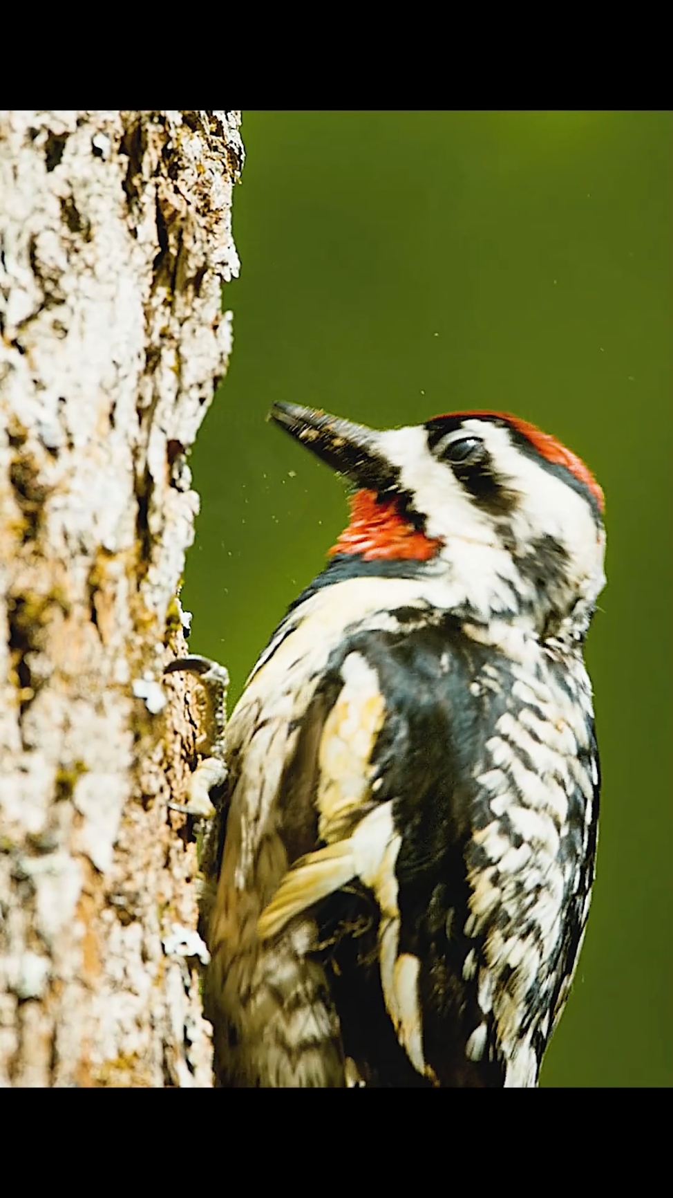 Nature's syrup—I long to taste its sweetness.#vrial #satifying #foryoupage #animals #fyp #tiktok #bird 