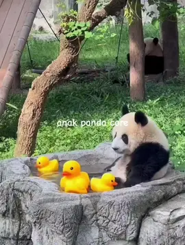 jadi bingungg,yang ini juga lucu bangettt #gemas #viral #core #lucu #animals #random #panda #bayilucu #fyppage #fyp #CapCut 