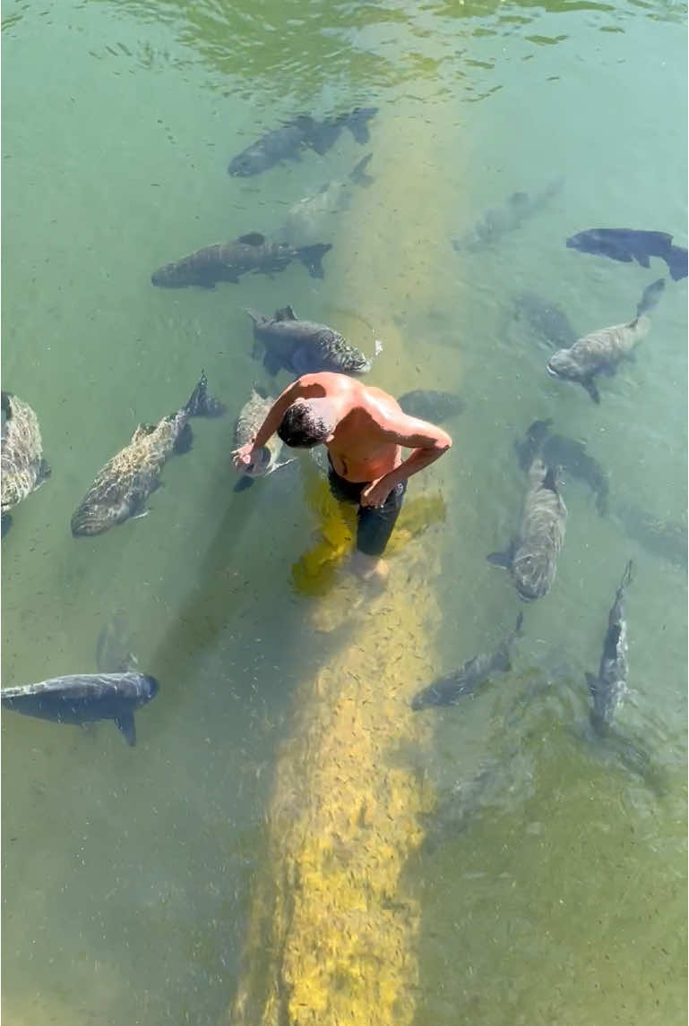 #valdemir Encantador de peixe gigante 