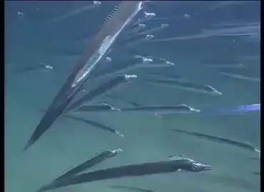 ikan layur dalam laut                                                    #ikan layur dalam kolam#