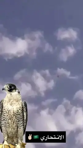 منوه الله يطرح فيها البركه🔥🔥#مقناص #زرقي #شيهانه #بحريه #صيد #هدد #شاهين 