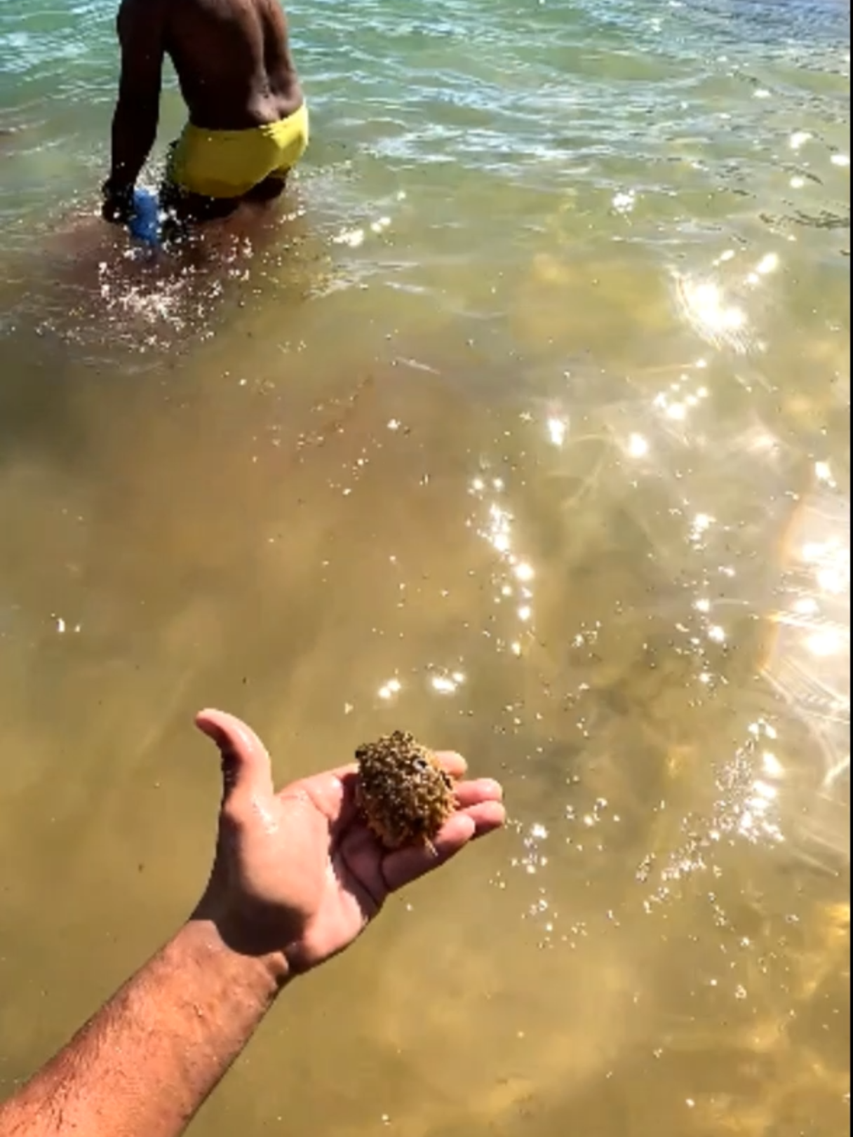 ESTE PEIXE JÁ MATOU MUITA GENTE