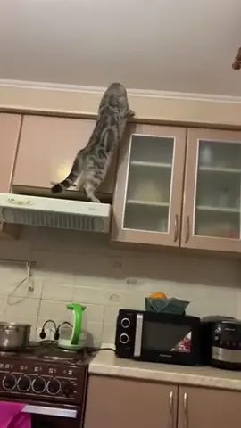 My cat gives me a reason to upgrade to the latest appliances 🤣🤣#funnyvideos #cat #kitten #fyp #pet #funnycat #catoftiktok #catlover #funny #catsoftiktok #catlover #funny #cute #tiktok 