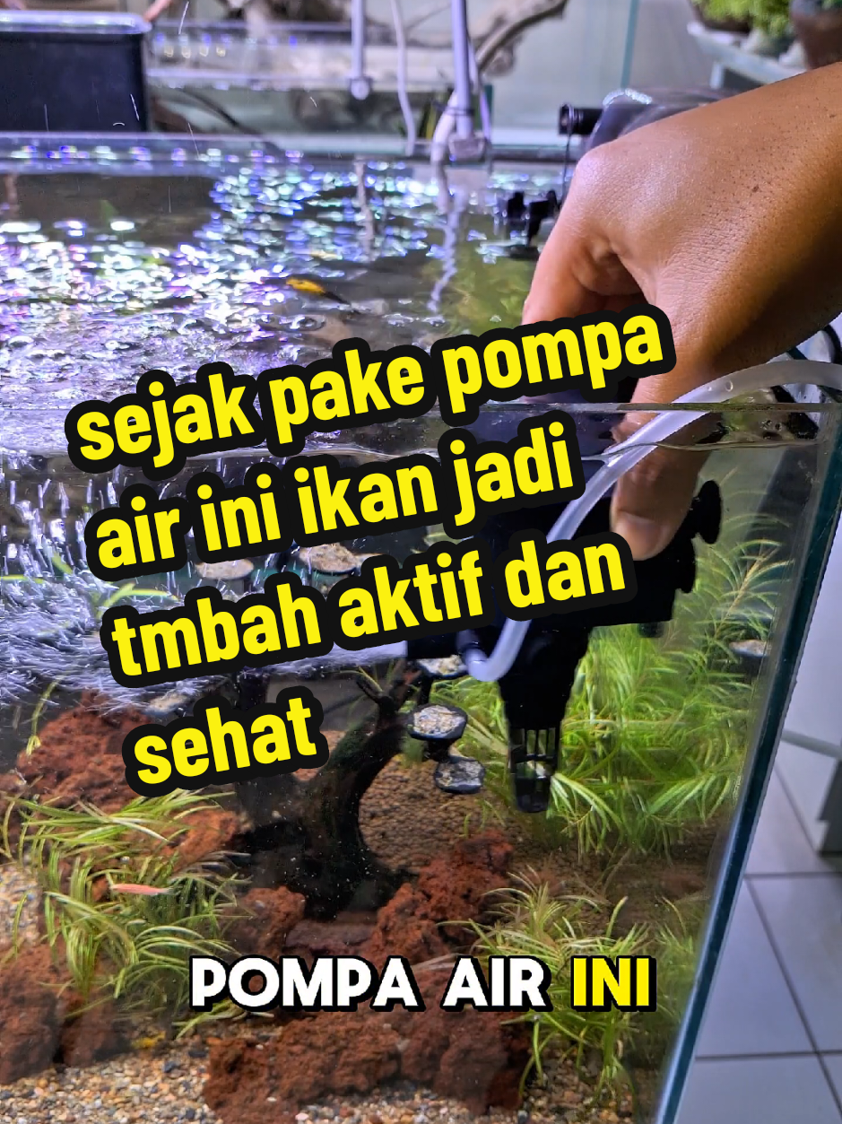 Membalas @calle861 pompa air kandila eco 1200 pompa filter aquarium dan kolam #powerhead #pompaaircelup #pompafilteraquarium #pompaairkolam 