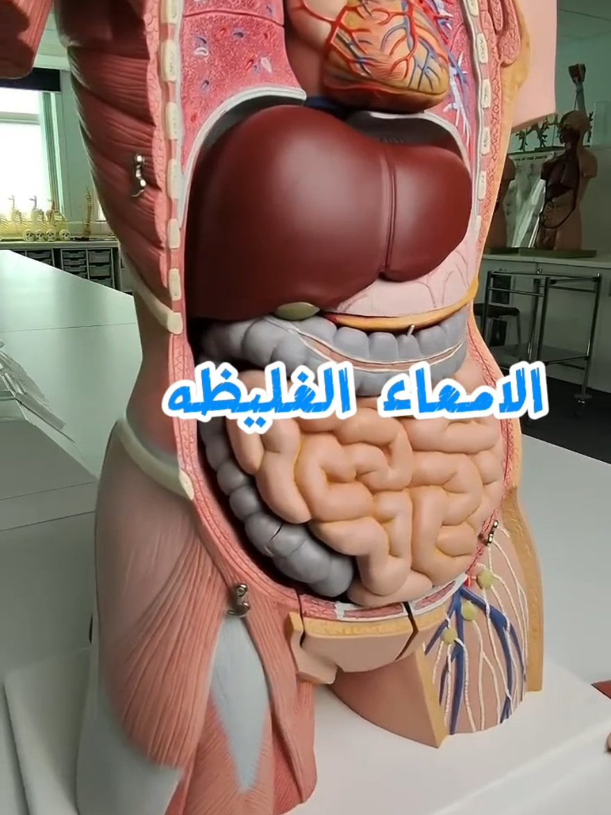 تعرف على الامعاء الغليظه و اجزائها ووظيفتها.. #تشريح  #معلومات_طبية  #الامعاء_الغليظه